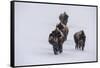 USA, Wyoming, Yellowstone National Park. Bison herd in the snow-Cindy Miller Hopkins-Framed Stretched Canvas