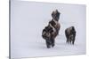 USA, Wyoming, Yellowstone National Park. Bison herd in the snow-Cindy Miller Hopkins-Stretched Canvas