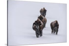 USA, Wyoming, Yellowstone National Park. Bison herd in the snow-Cindy Miller Hopkins-Stretched Canvas