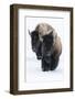 Usa, Wyoming, Yellowstone National Park. Bison walking in deep snow-Ellen Goff-Framed Photographic Print