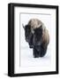 Usa, Wyoming, Yellowstone National Park. Bison walking in deep snow-Ellen Goff-Framed Photographic Print