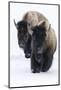 Usa, Wyoming, Yellowstone National Park. Bison walking in deep snow-Ellen Goff-Mounted Photographic Print