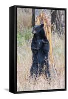 USA, Wyoming, Yellowstone National Park, Black Bear Scratching on Lodge Pole Pine-Elizabeth Boehm-Framed Stretched Canvas