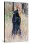 USA, Wyoming, Yellowstone National Park, Black Bear Scratching on Lodge Pole Pine-Elizabeth Boehm-Stretched Canvas