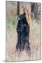 USA, Wyoming, Yellowstone National Park, Black Bear Scratching on Lodge Pole Pine-Elizabeth Boehm-Mounted Premium Photographic Print