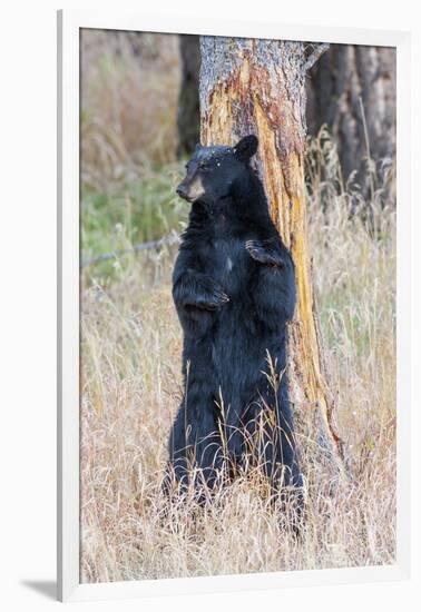 USA, Wyoming, Yellowstone National Park, Black Bear Scratching on Lodge Pole Pine-Elizabeth Boehm-Framed Photographic Print