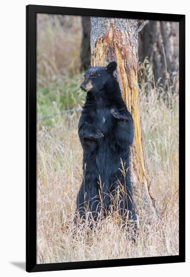 USA, Wyoming, Yellowstone National Park, Black Bear Scratching on Lodge Pole Pine-Elizabeth Boehm-Framed Photographic Print