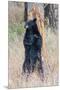 USA, Wyoming, Yellowstone National Park, Black Bear Scratching on Lodge Pole Pine-Elizabeth Boehm-Mounted Premium Photographic Print