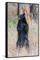 USA, Wyoming, Yellowstone National Park, Black Bear Scratching on Lodge Pole Pine-Elizabeth Boehm-Framed Stretched Canvas