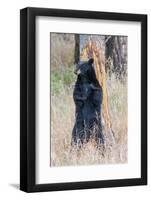 USA, Wyoming, Yellowstone National Park, Black Bear Scratching on Lodge Pole Pine-Elizabeth Boehm-Framed Photographic Print