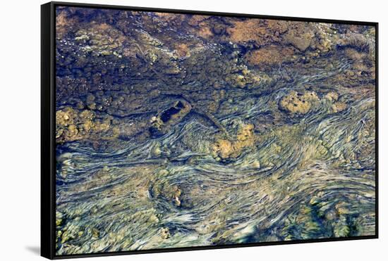 USA, Wyoming, Yellowstone National Park, Black Sand Basin. Microbial mats grow-Ellen Goff-Framed Stretched Canvas