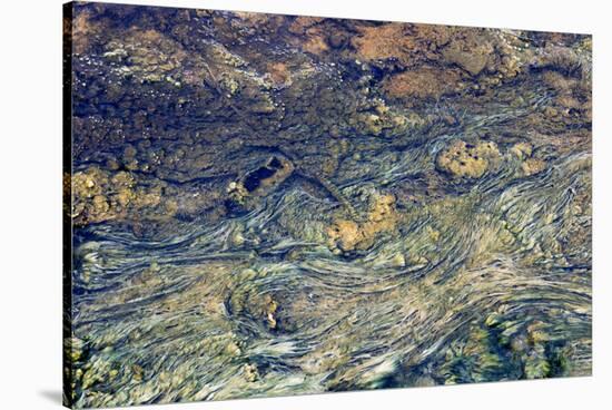 USA, Wyoming, Yellowstone National Park, Black Sand Basin. Microbial mats grow-Ellen Goff-Stretched Canvas