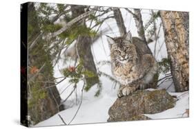 USA, Wyoming, Yellowstone National Park, Bobcat Resting under Conifer Tree-Elizabeth Boehm-Stretched Canvas