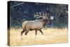 USA, Wyoming, Yellowstone National Park, Bull elk bugles in the crisp autumn air.-Elizabeth Boehm-Stretched Canvas