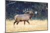 USA, Wyoming, Yellowstone National Park, Bull elk bugles in the crisp autumn air.-Elizabeth Boehm-Mounted Photographic Print