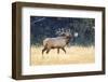 USA, Wyoming, Yellowstone National Park, Bull elk bugles in the crisp autumn air.-Elizabeth Boehm-Framed Photographic Print