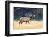 USA, Wyoming, Yellowstone National Park, Bull elk bugles in the crisp autumn air.-Elizabeth Boehm-Framed Photographic Print