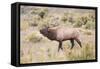 USA, Wyoming, Yellowstone National Park, Bull Elk Bugling in Rabbitbrush Meadow-Elizabeth Boehm-Framed Stretched Canvas