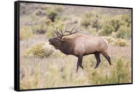 USA, Wyoming, Yellowstone National Park, Bull Elk Bugling in Rabbitbrush Meadow-Elizabeth Boehm-Framed Stretched Canvas