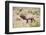 USA, Wyoming, Yellowstone National Park, Bull Elk Bugling in Rabbitbrush Meadow-Elizabeth Boehm-Framed Photographic Print