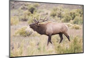 USA, Wyoming, Yellowstone National Park, Bull Elk Bugling in Rabbitbrush Meadow-Elizabeth Boehm-Mounted Photographic Print