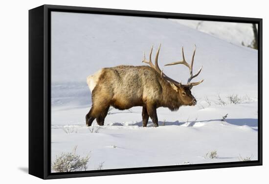 USA, Wyoming, Yellowstone National Park, Bull Elk in Snow-Elizabeth Boehm-Framed Stretched Canvas