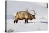 USA, Wyoming, Yellowstone National Park, Bull Elk in Snow-Elizabeth Boehm-Stretched Canvas