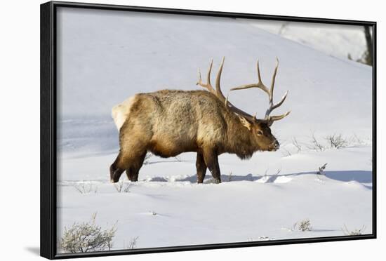 USA, Wyoming, Yellowstone National Park, Bull Elk in Snow-Elizabeth Boehm-Framed Photographic Print