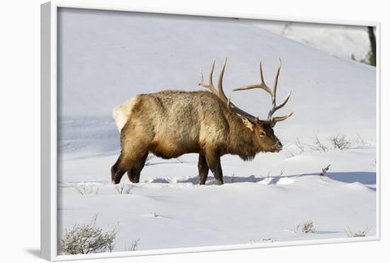 USA, Wyoming, Yellowstone National Park, Bull Elk in Snow-Elizabeth Boehm-Framed Photographic Print
