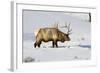 USA, Wyoming, Yellowstone National Park, Bull Elk in Snow-Elizabeth Boehm-Framed Photographic Print