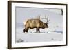 USA, Wyoming, Yellowstone National Park, Bull Elk in Snow-Elizabeth Boehm-Framed Photographic Print