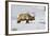 USA, Wyoming, Yellowstone National Park, Bull Elk in Snow-Elizabeth Boehm-Framed Photographic Print