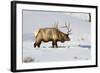 USA, Wyoming, Yellowstone National Park, Bull Elk in Snow-Elizabeth Boehm-Framed Photographic Print