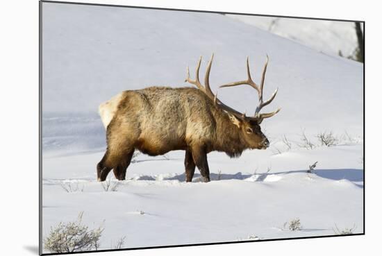 USA, Wyoming, Yellowstone National Park, Bull Elk in Snow-Elizabeth Boehm-Mounted Photographic Print