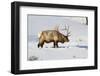 USA, Wyoming, Yellowstone National Park, Bull Elk in Snow-Elizabeth Boehm-Framed Photographic Print