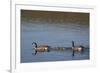 USA, Wyoming, Yellowstone National Park. Canada goose male and female swimming with four goslings.-Jaynes Gallery-Framed Photographic Print