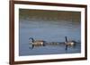 USA, Wyoming, Yellowstone National Park. Canada goose male and female swimming with four goslings.-Jaynes Gallery-Framed Photographic Print