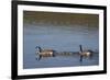 USA, Wyoming, Yellowstone National Park. Canada goose male and female swimming with four goslings.-Jaynes Gallery-Framed Photographic Print