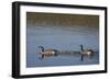 USA, Wyoming, Yellowstone National Park. Canada goose male and female swimming with four goslings.-Jaynes Gallery-Framed Photographic Print