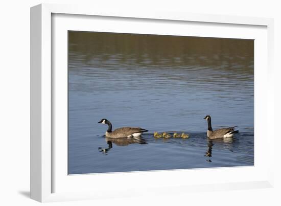 USA, Wyoming, Yellowstone National Park. Canada goose male and female swimming with four goslings.-Jaynes Gallery-Framed Photographic Print