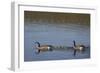 USA, Wyoming, Yellowstone National Park. Canada goose male and female swimming with four goslings.-Jaynes Gallery-Framed Photographic Print