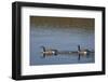 USA, Wyoming, Yellowstone National Park. Canada goose male and female swimming with four goslings.-Jaynes Gallery-Framed Photographic Print