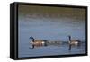 USA, Wyoming, Yellowstone National Park. Canada goose male and female swimming with four goslings.-Jaynes Gallery-Framed Stretched Canvas