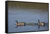 USA, Wyoming, Yellowstone National Park. Canada goose male and female swimming with four goslings.-Jaynes Gallery-Framed Stretched Canvas