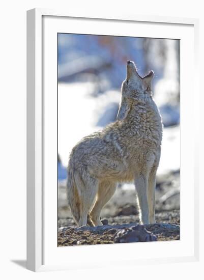 USA, Wyoming, Yellowstone National Park, Coyote Howling on Winter Morning-Elizabeth Boehm-Framed Photographic Print