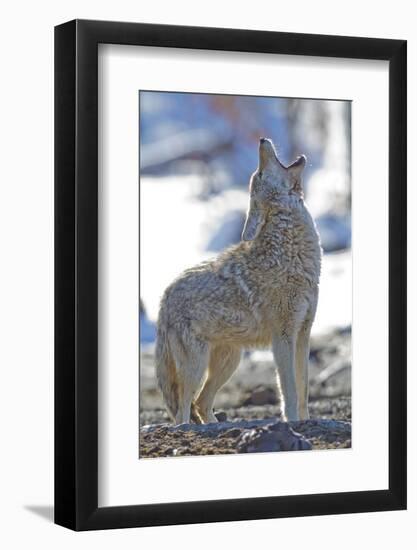 USA, Wyoming, Yellowstone National Park, Coyote Howling on Winter Morning-Elizabeth Boehm-Framed Photographic Print