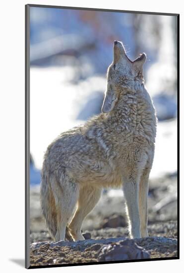 USA, Wyoming, Yellowstone National Park, Coyote Howling on Winter Morning-Elizabeth Boehm-Mounted Photographic Print