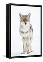 USA, Wyoming, Yellowstone National Park, Coyote in Snow-Elizabeth Boehm-Framed Stretched Canvas