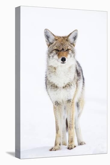 USA, Wyoming, Yellowstone National Park, Coyote in Snow-Elizabeth Boehm-Stretched Canvas