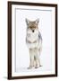 USA, Wyoming, Yellowstone National Park, Coyote in Snow-Elizabeth Boehm-Framed Premium Photographic Print